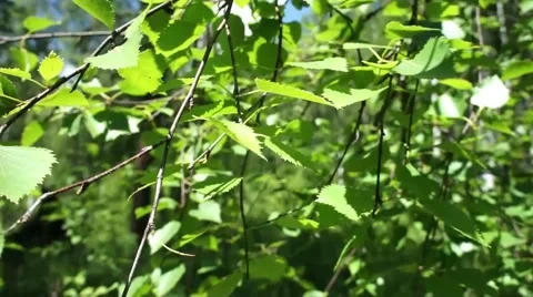 Green birch branches wind shakes. Siberia. Sayan Mountains Stock Footage 40472277