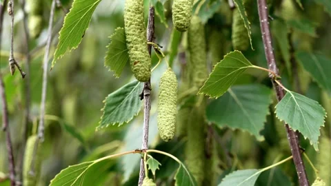 Green birch catkins hang from tree branches Stock Footage 338343569