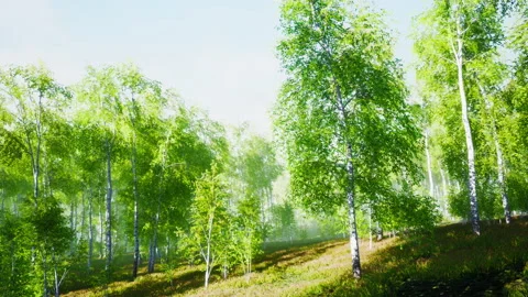 Green birch forest at sunset Stock Footage 229458209