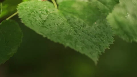 Green birch leaf detail moving slowly Stock Footage 230149751