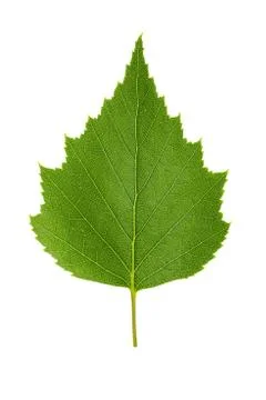 Green birch leaf Stock Photos