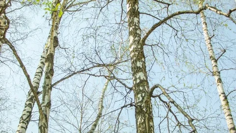 Green birch leaves against the sky Video stock 80795833