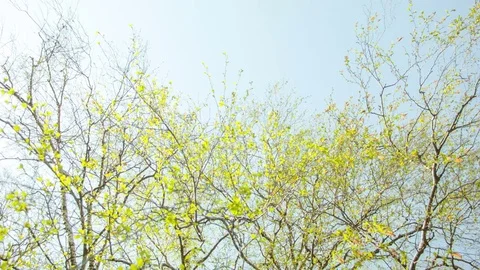 Green birch leaves against the sky Stock-Footage 80795886