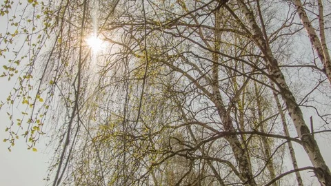 Green birch leaves against the sky Video stock 80796199