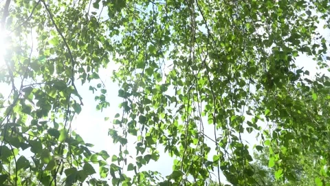 Green birch leaves between the sun Stock Footage 135434849