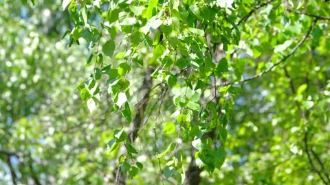 Green birch leaves develop in the wind Stock Footage 133269810