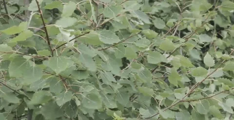 Green birch leaves flutter in strong winds Stock Footage 201472229