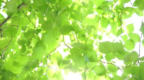 Green birch leaves.  Stock Footage 39578883