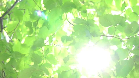 Green birch leaves.  Stock Footage 151210527