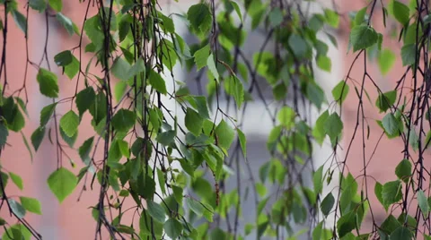 Green birch leaves in front of the red bricks wall Stock Footage 37557892