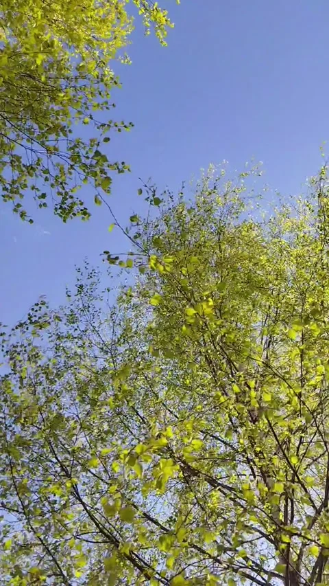 Green birch leaves on thin branches swaying against a clear blue sky Stock Footage 335838255