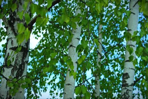 Green birch Stock Photos