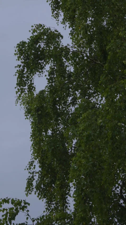 Green Birch Tree Branches Against Overcast Sky With Hanging Leaves And Gentle Br Vídeos de archivo 337951463