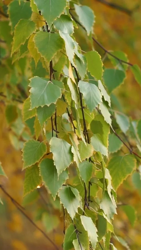 Green Birch Tree Leaves Swaying in Wind Close Up Stock Footage 345972259