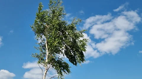 Green birch tree swaying, branches dancing against blue sky, soft clouds Stock Footage 315039482