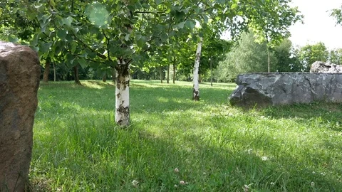 Green birch trees on a clearing in the garden between large stones on the law Stock Footage 78133597
