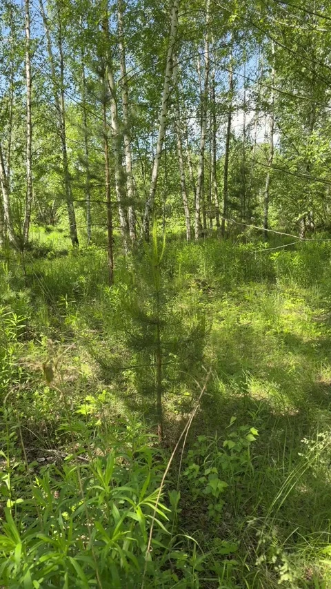 Green birch trees stand tall in a lush forest Stock Footage 345237992
