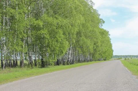 Green birches in spring Stock Photos