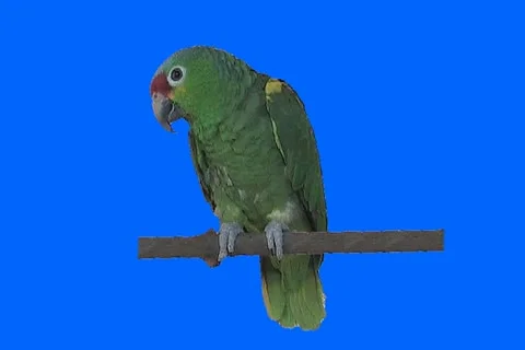 Green bird 2 Video stock 18705057