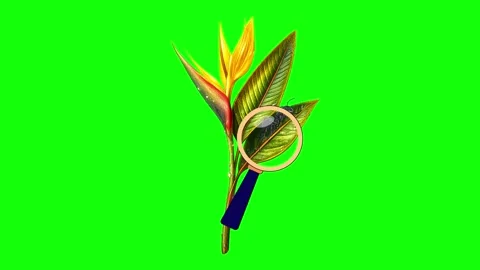 Green Bird and Screen on Green Screen Background Horizontal 16:9 Video stock 339348589