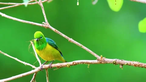 Green Bird on Branch Stock Footage 323139437