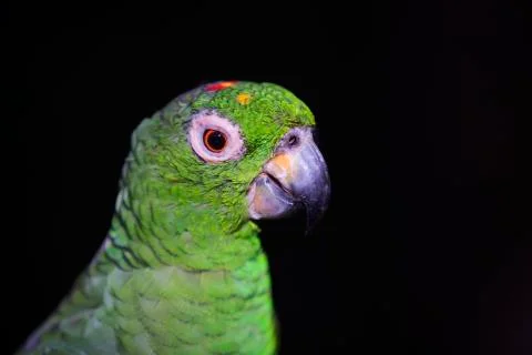 Green bird up close  Stock Photos