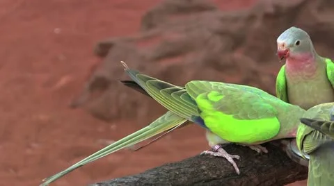 Green bird doesn't share 50 Stock Footage 12426858
