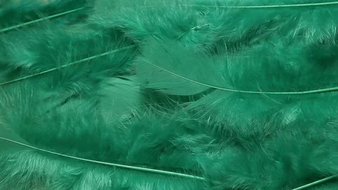 Green bird feather wind background hd footage Stock Footage 124080049