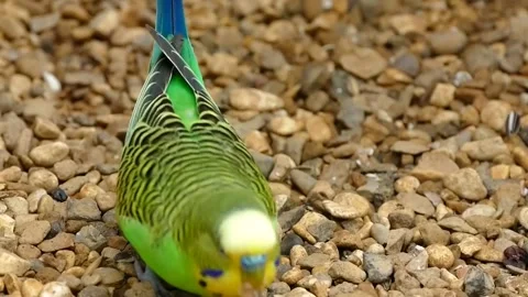 Green Bird Stock Footage 218223039