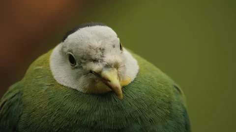 A green bird Stock Footage 238886686