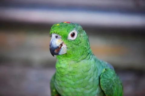 Green bird front on  Stock Photos