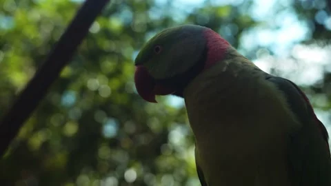 Green Bird Looking Around Video stock 155958666