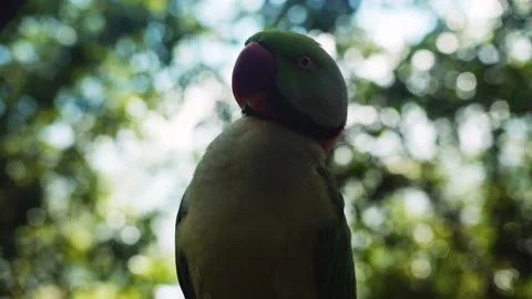 Green Bird Notices Camera Video stock 155958205