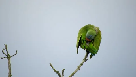 Green Bird Perched Peacefully on a Tree Branch Animation Stock Footage 307467957