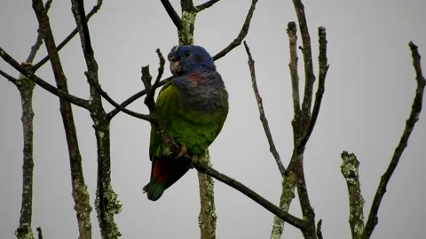 Green Bird Perched on Tree Branch Animation Stock Footage 307467678
