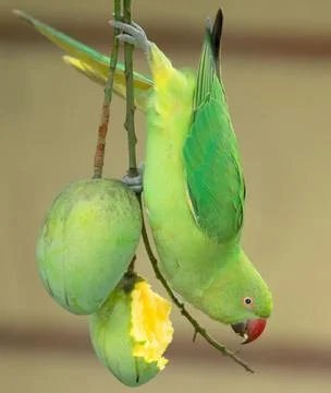 The green bird Fotos Stock