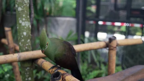 Green Bird with Red Eye Or Parrot Mountain. Stock Footage 249923906