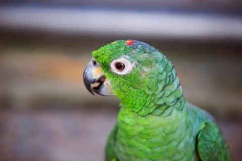 Green bird side head  Stock Photos