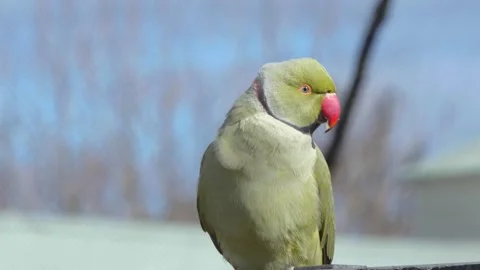 Green bird sitting on a branch Stock Footage 341009172