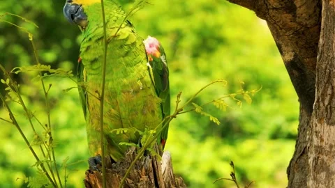 Green Bird Sitting on Leaf Stock Footage 323137981