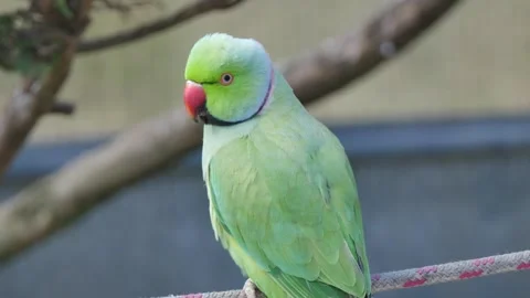 Green bird sitting on a rope Stock Footage 341064599