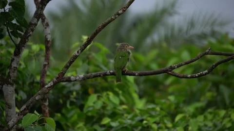 Green Bird Sitting on Tree Branch in Portrait Stock Footage 314959823