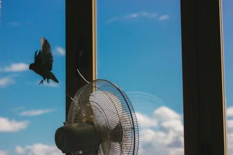 A green bird takes flight in front of electric fan on a sunny day with the sky. Stock Photos