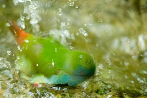 Green bird taking bath Foto stock