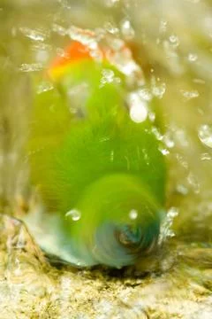 Green bird taking bath Stock Photos