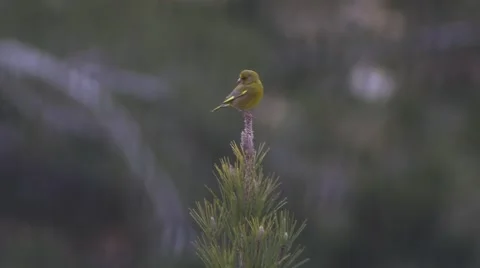 Green Bird on a tree  Video stock 47313533