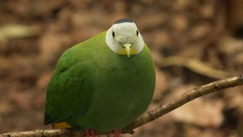 A green bird with white head Stock Footage 263892942