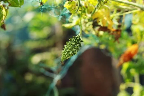 Green bitter ground vegetable Foto stock