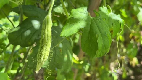Green bitter melon hanging on a vine among dense green leaves in a garden. Organ Vídeo Stock 341111664