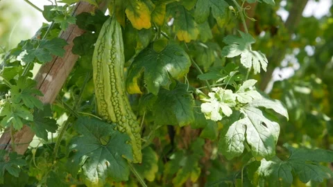 Green bitter melon hanging on a vine with dense green leaves in a garden trellis 스톡 동영상 341677981